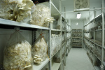 تولید قارچ های خوراکی در کشور قرقیزستان توسط جهاددانشگاهی