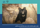 تولید رده سلولی شناسنامه‌دار از گونه‌ در معرض خطر انقراض خرس سیاه بلوچی/ امید برای احیای گونه‌های حیات وحش درمعرض خطر انقراض