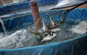 تاثیر نانوتکنولوژی در پرورش ماهیان زینتی