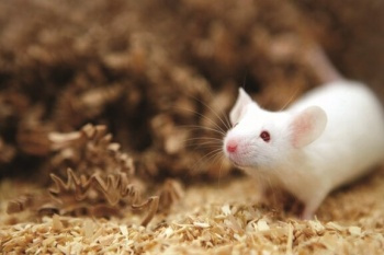 روشی برای تمایز سلول‌های بنیادی جنینی موش به سلول‌های اپی‌تلیالی کلیه