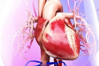 یک محیط کشت برای تکثیر «سلول‌های پیش‌ساز قلبی عروقی اولیه» معرفی شد