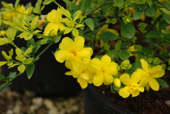 گل یاس زرد، یک ضدتهوع طبیعی