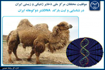 موفقیت مرکز ملی ذخایر ژنتیکی و زیستی ایران در شناسایی و ثبت بارکد DNA شتر دوکوهانه ایران
