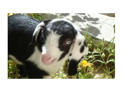 دستيابي به دانش فني محصولات مهندسی سلولی (tPA)