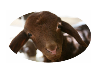 دستيابي به دانش فني همانندسازي حيوانات