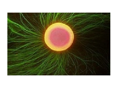 دستیابی به دانش فنی سلولهاي بنيادين جنيني