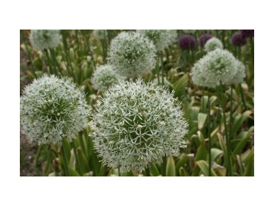 اهلی سازی گیاهان دارویی