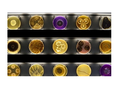 بانک ژن گیاهی و میکروارگانیسم ها