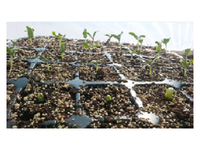 بذرهای هیبریدی