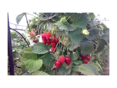 مهندسی ژنتیک گیاهی و جانوری