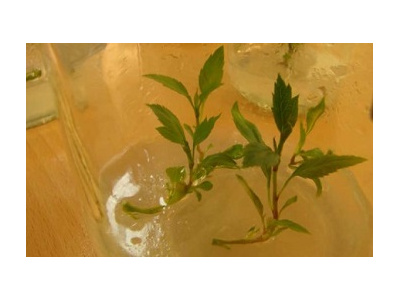 تکثیر گیاهان با روش کشت بافت