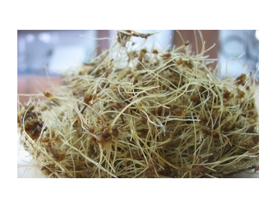 تولید متابولیتهای ثانویه در محیط بیورآکتور