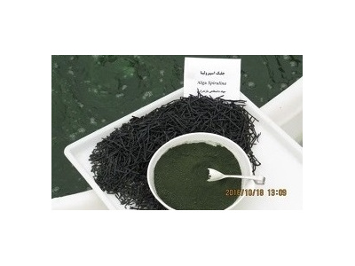 پرورش و تولید نیمه صنعتی جلبک اسپیرولینا