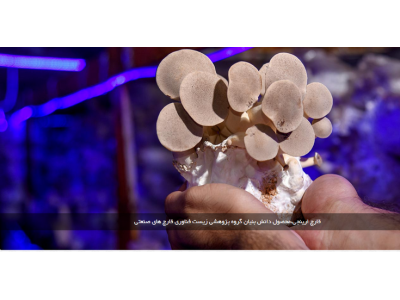 تولید قارچهای خوراکی و دارویی