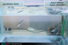 حضور جهاددانشگاهی در نهمین نمایشگاه بین المللی شیلات، آبزیان و صنایع وابسته