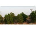پودر میکروبی تجزیه کننده آلودگی های نفتی 2