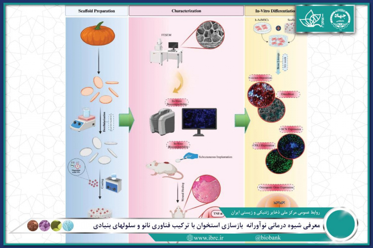 معرفی شیوه درمانی نوآورانه بازسازی استخوان با ترکیب فناوری نانو و سلول های بنیادی