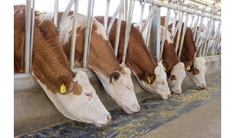 افزایش ۵ برابری تولید جنین دام در پژوهشگاه ابن‌سینای جهاددانشگاهی