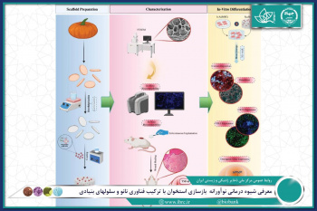 معرفی شیوه درمانی نوآورانه بازسازی استخوان با ترکیب فناوری نانو و سلول های بنیادی
