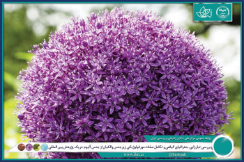 بررسی تبارزایی، جغرافیای گیاهی و تکامل صفات والکیان از جنس آلیوم