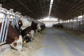 صادرات جنین گاوهای برتر ایرانی به آفریقا و آسیای میانه آغاز شد