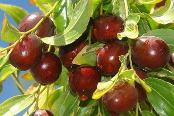 عناب تازه؛ سوپرفود بومی خراسان جنوبی با خواص دارویی و تغذیهای کمنظیر