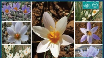 کلکسیونی زنده از بنه همه گونه های ایرانی جنس زعفران ایجاد شد