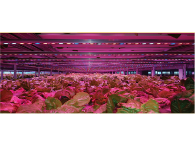 کشاورزی دقیق