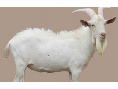 اصلاح نژاد دامهای سبک و سنگین ایران