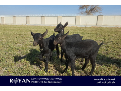 تولید انبوه بز سانن ازطریق تکنولوژیهای کمک تولید مثلی با هدف تکثیر نژادهای دارای توان ژنتیکی بالا