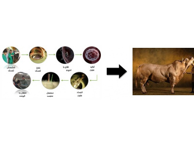تولید آزمایشگاهی جنین جهت اصلاح نژاد گاوهای شیری و گوشتی
