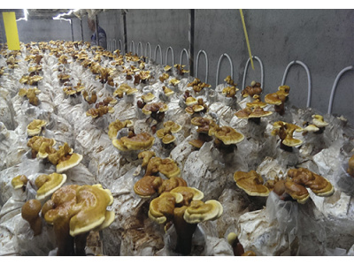 زیست فناوری قارچهای صنعتی و خوراکی