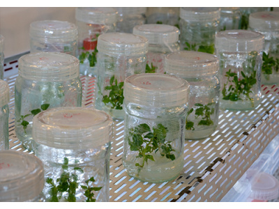 کشت و توسعه گیاهان دارویی