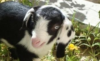 دستيابي به دانش فني محصولات مهندسی سلولی (tPA)