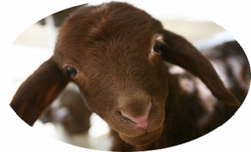 دستيابي به دانش فني  همانندسازي حيوانات