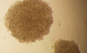 آنتي‌باد‌ي‌هاي تك دودماني