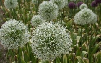 اهلی سازی گیاهان دارویی