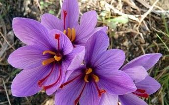 بهینه سازی و فرآوری گیاهان دارویی