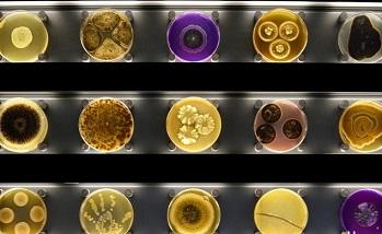 بانک ژن گیاهی و میکروارگانیسم ها