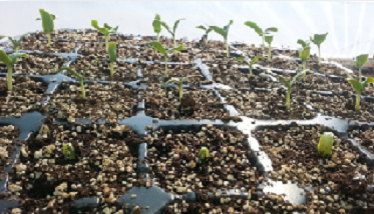 بذرهای هیبریدی