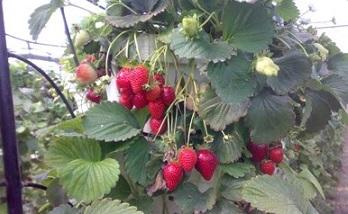 مهندسی ژنتیک گیاهی و جانوری