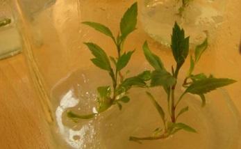 تکثیر گیاهان با روش کشت بافت