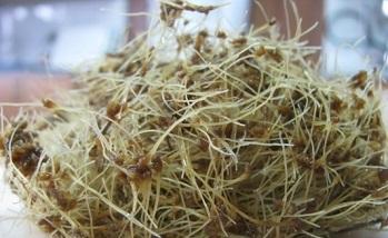 تولید متابولیت‌های ثانویه در محیط بیورآکتور