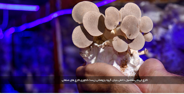 تولید قارچ‌های خوراکی و دارویی