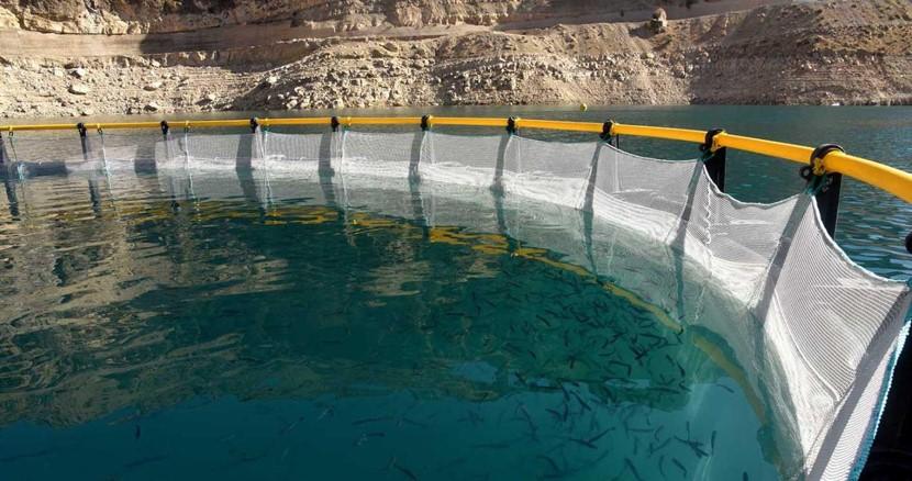 تولید تور و پرورش ماهی در قفس