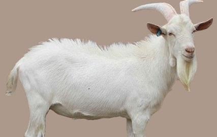 اصلاح نژاد دامهای سبک و سنگین ایران