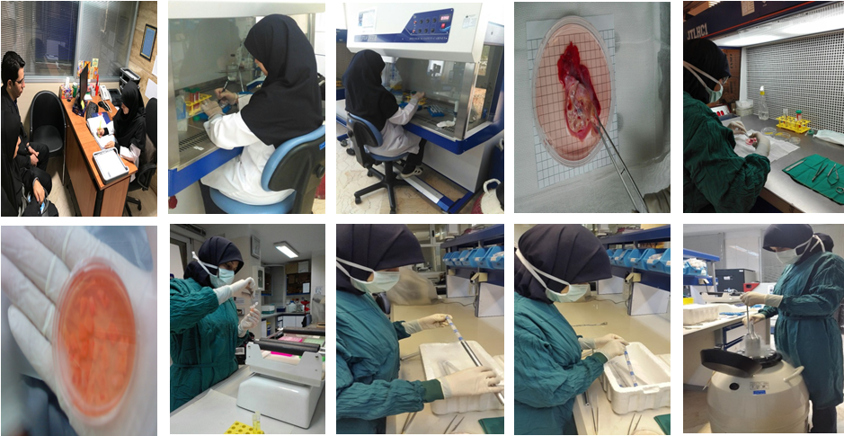 انجماد و نگهداری گناد انسانی( بافت تخمدان)