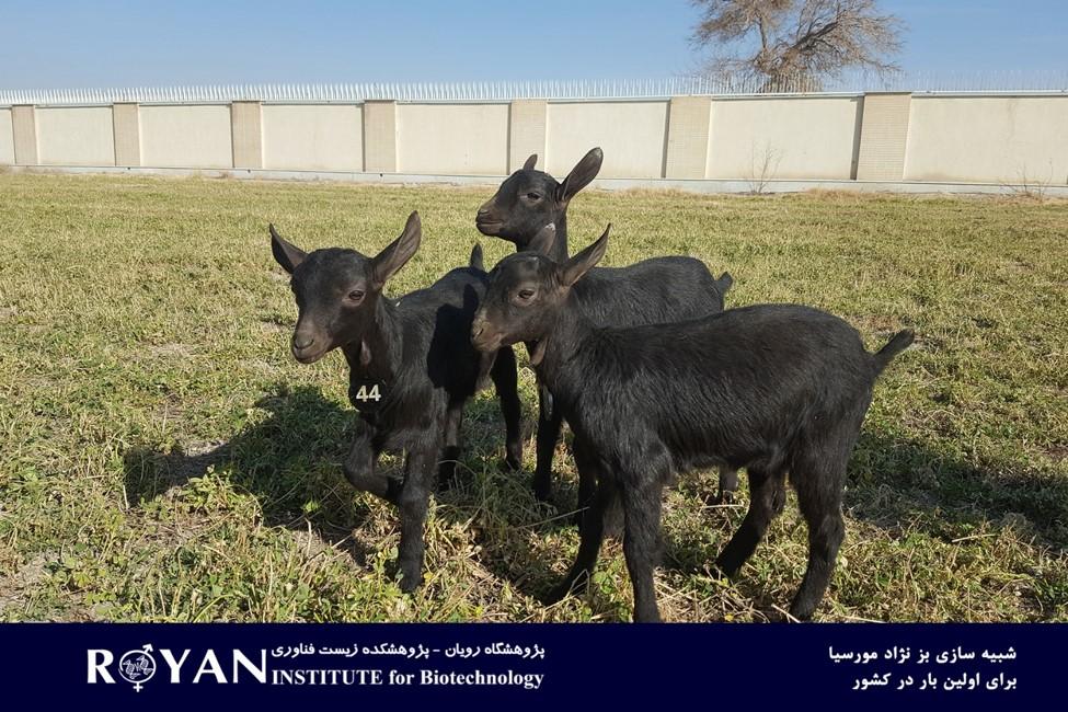 تولید انبوه بز سانن ازطریق تکنولوژیهای کمک تولید مثلی با هدف تکثیر نژادهای دارای توان ژنتیکی بالا