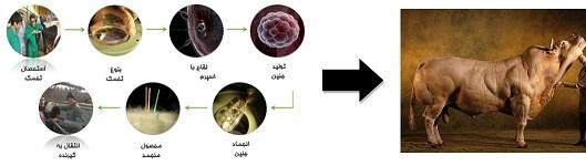 تولید آزمایشگاهی جنین جهت اصلاح نژاد گاوهای شیری و گوشتی