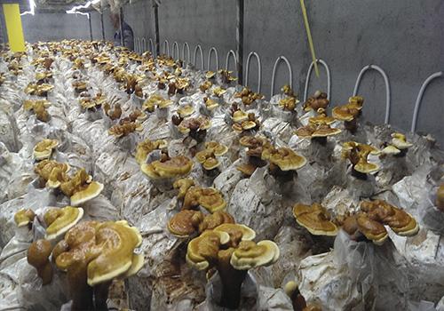 زیست فناوری قارچهای صنعتی و خوراکی